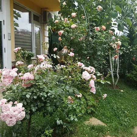 Zanier * Nesebar